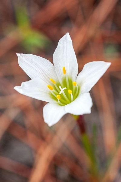 Rain lilies are one of the first flowers to emerge after a forest fire